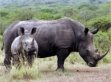 Day Tours Rhino and Lion Nature Reserve